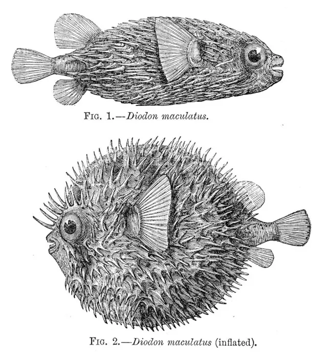 Framed Print : Porcupinefish engraving 1884 Framed Print : Porcupinefish engraving 1884