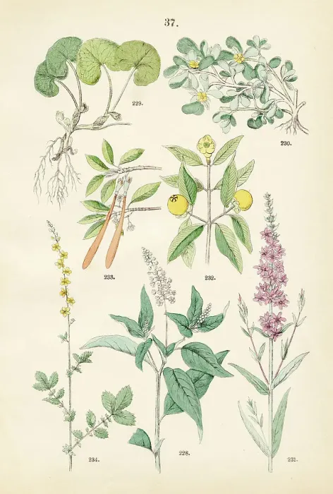 Framed Print : Poreweed, wild ginger, purslane, purple lythrum, mangosteen, red mangrove, sticklewort - Botanical illustration 1883 Framed Print : Poreweed, wild ginger, purslane, purple lythrum, mangosteen, red mangrove, sticklewort - Botanical illustration 1883
