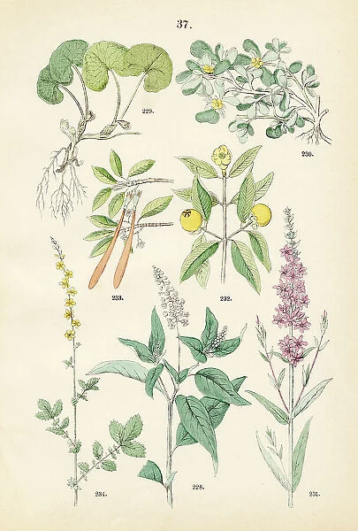 Poreweed, wild ginger, purslane, purple lythrum, mangosteen, red mangrove, sticklewort - Botanical illustration 1883