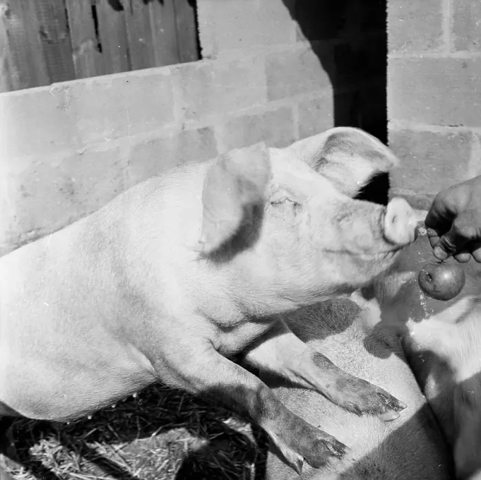 Framed Print : Pork And Apple Framed Print : Pork And Apple