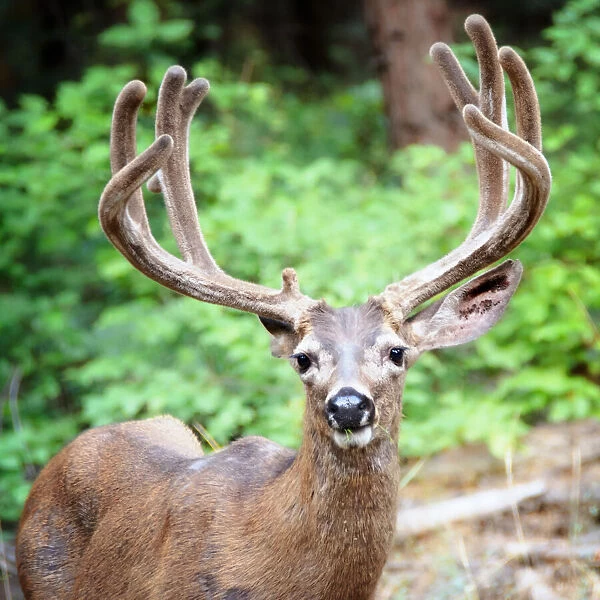 Portait of a Buck with Large Rack near Bridal Veil Falls in Yosemite