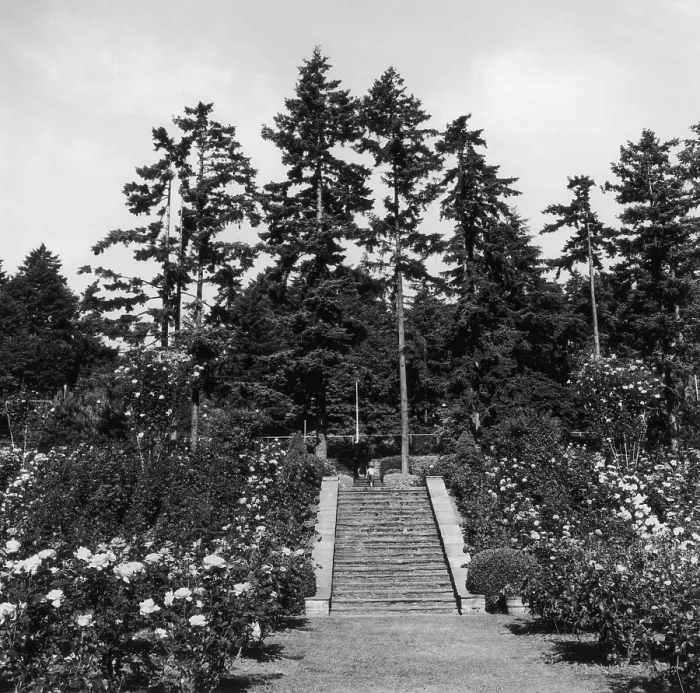 Framed Print : Portland Rose Garden Framed Print : Portland Rose Garden