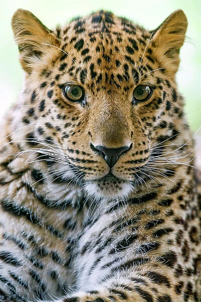 Portrait of an adorable leopard