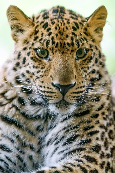 Framed Print : Portrait of an adorable leopard Framed Print : Portrait of an adorable leopard