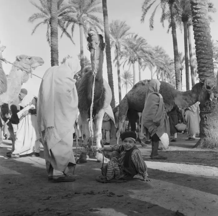 Framed Print : Portrait of an Arab Boy Holding a Camel