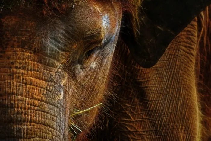 Framed Print : Portrait of an Asian Elephant Framed Print : Portrait of an Asian Elephant