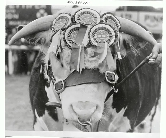 Framed Print : Portrait of an Award Winning Bull Framed Print : Portrait of an Award Winning Bull