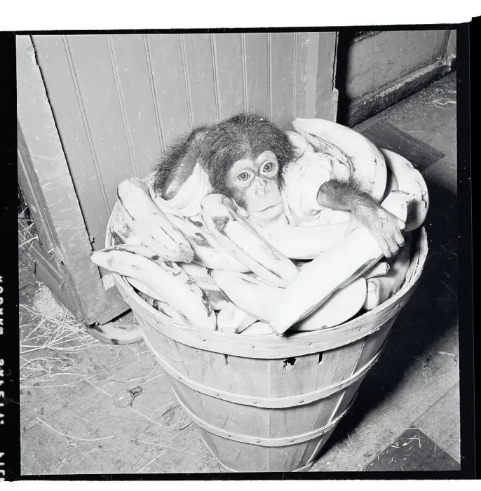 Framed Print : Portrait of Baby Chimpanzee Framed Print : Portrait of Baby Chimpanzee