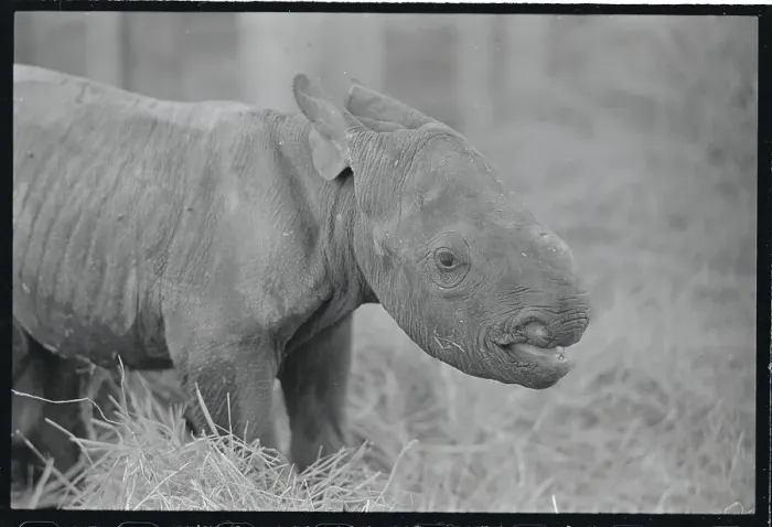 Framed Print : Portrait of a Baby Rhinocerous Framed Print : Portrait of a Baby Rhinocerous