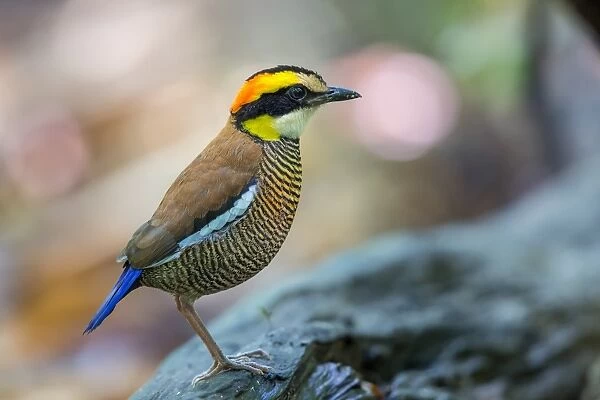 Portrait of a Banded Pitta