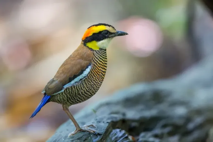 Framed Print : Portrait of a Banded Pitta Framed Print : Portrait of a Banded Pitta