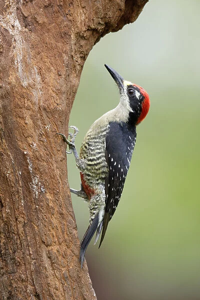 Portrait of a Black-cheeked Woodpecker