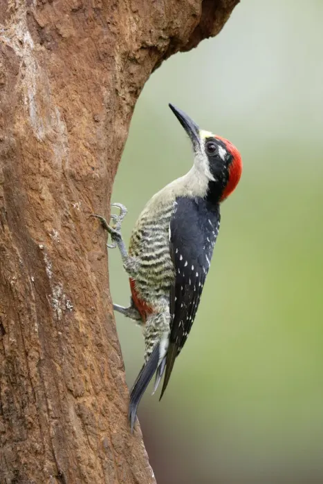 Framed Print : Portrait of a Black-cheeked Woodpecker Framed Print : Portrait of a Black-cheeked Woodpecker