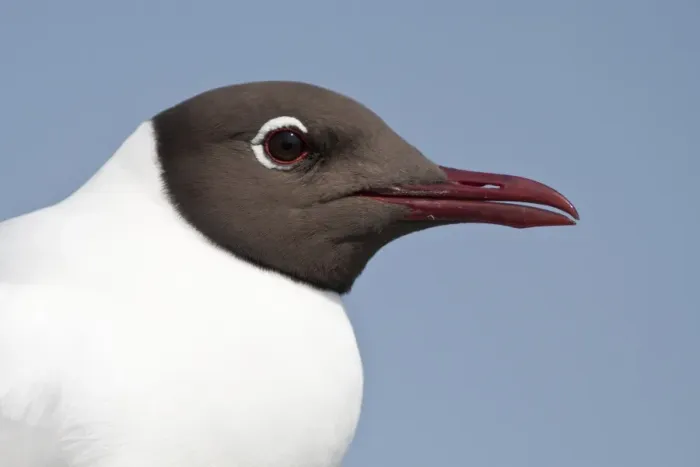 Framed Print : Portrait of a Black-headed Gull -Larus ridibundus-, Texel, The Netherlands Framed Print : Portrait of a Black-headed Gull -Larus ridibundus-, Texel, The Netherlands