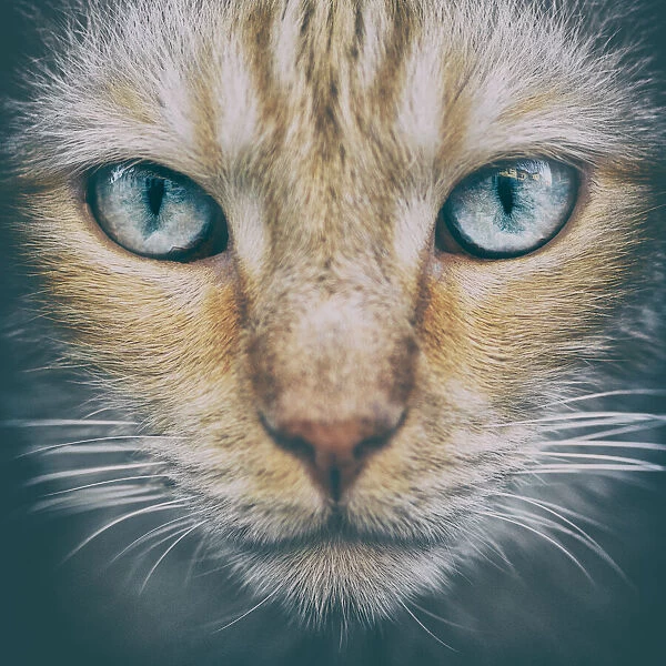Portrait of blue-eyed cat, Tours, France