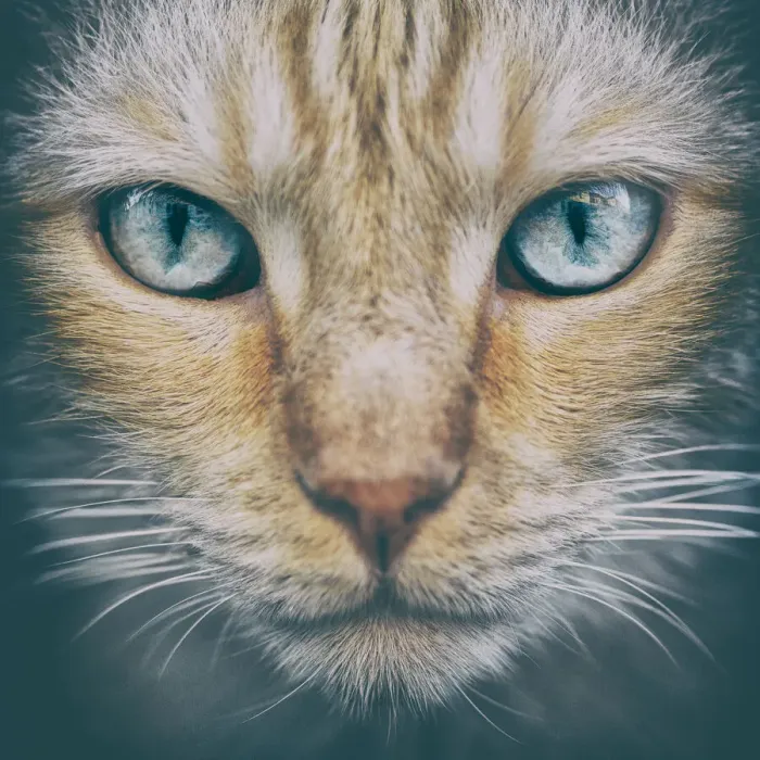 Framed Print : Portrait of blue-eyed cat, Tours, France Framed Print : Portrait of blue-eyed cat, Tours, France