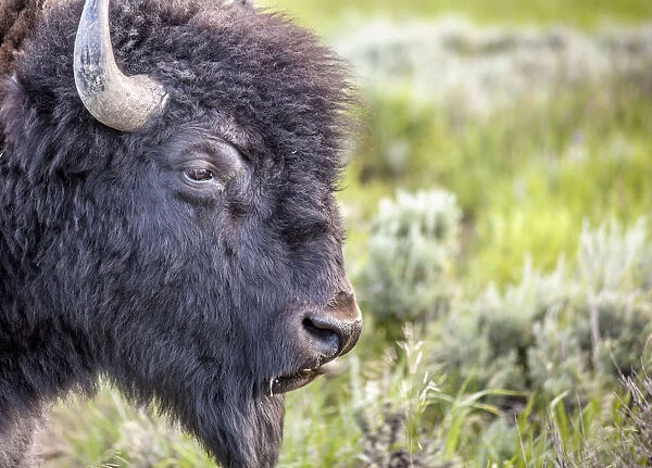 Portrait of buffalo