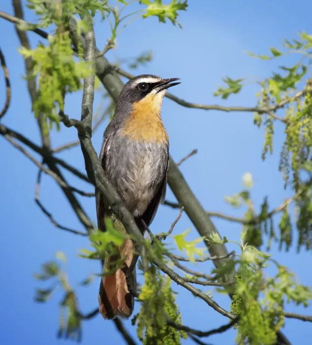 Framed Print : Portrait of a Cape Robin-Chat Against Blue sky in Franschhoek Framed Print : Portrait of a Cape Robin-Chat Against Blue sky in Franschhoek