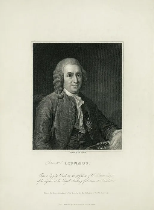Framed Print : Portrait of Carl Von Linne Framed Print : Portrait of Carl Von Linne