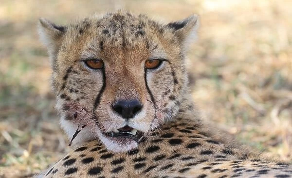 Portrait of Cheetah after feeding