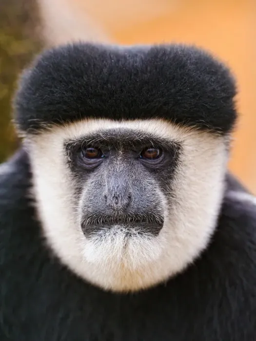 Framed Print : Portrait of Colobus monkey