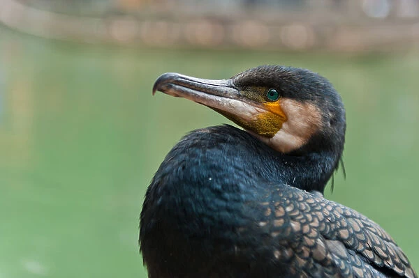 The portrait of cormorant