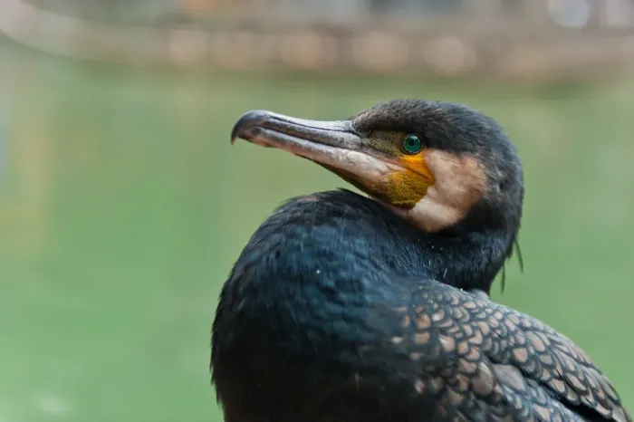 Framed Print : The portrait of cormorant Framed Print : The portrait of cormorant