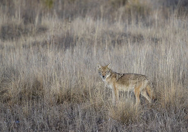 Portrait of Coyote (Canis latrans) in grassland, Bosque del Apache National Wildlife Refuge, New Mexico, USA
