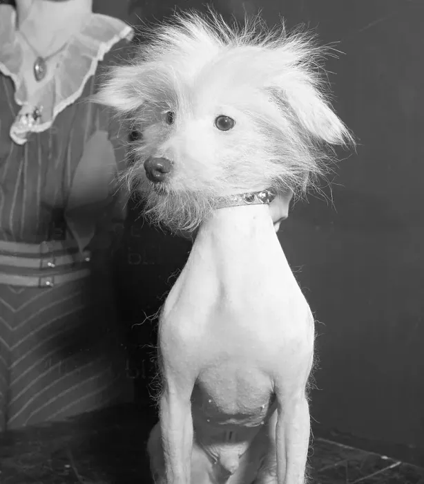 Framed Print : Portrait of Dog Admitted in Westminster Kennel Club Show Framed Print : Portrait of Dog Admitted in Westminster Kennel Club Show