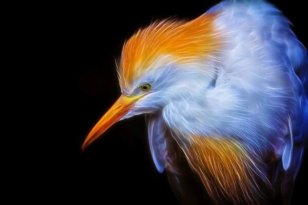 Portrait of an Egret in Neon