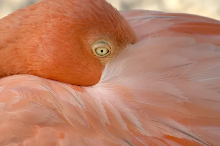 Framed Print : Portrait of a flamingo in Flamingos Beach. Aruba Framed Print : Portrait of a flamingo in Flamingos Beach. Aruba