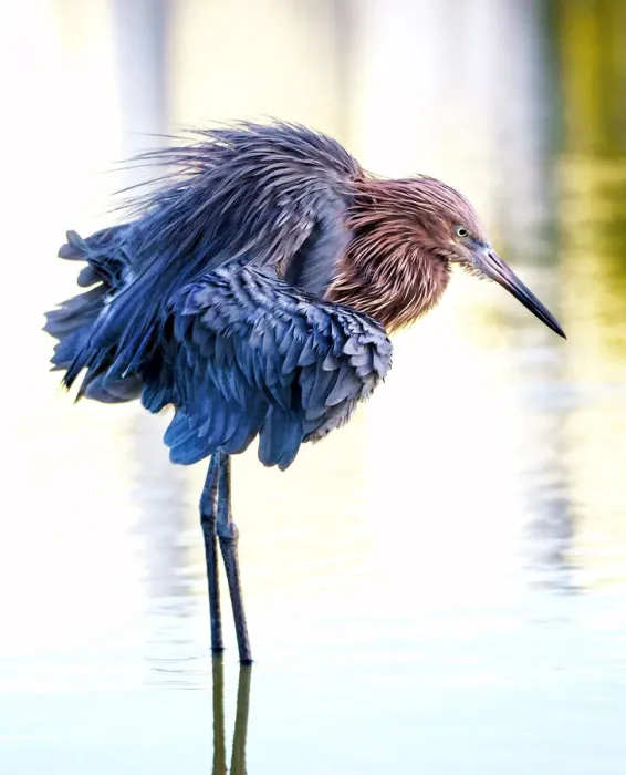Framed Print : Portrait of a Fluffy Reddish Egret at Fort Myers Beach Framed Print : Portrait of a Fluffy Reddish Egret at Fort Myers Beach