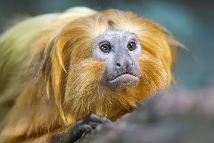 Framed Print : Portrait of a golden lion tamarin Framed Print : Portrait of a golden lion tamarin