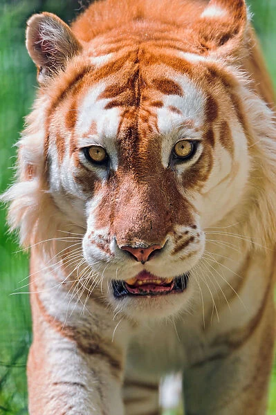 Portrait of a golden tiger