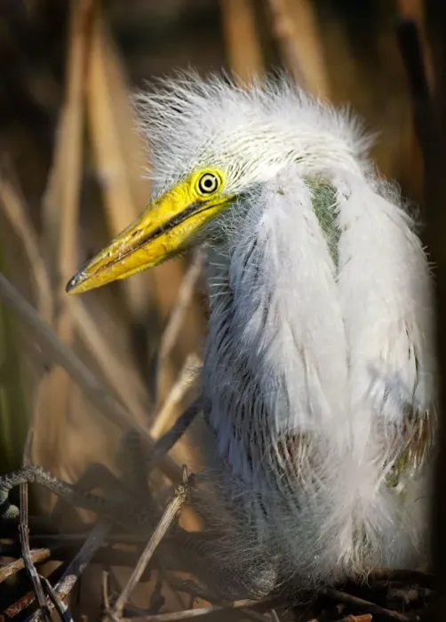 Framed Print : Portrait of a Great Egret Chick Looking Back on Long Island Framed Print : Portrait of a Great Egret Chick Looking Back on Long Island