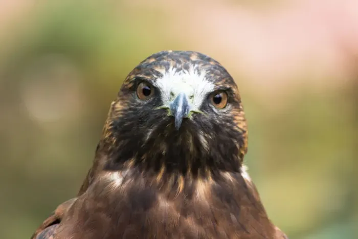 Framed Print : Portrait of Hawk Framed Print : Portrait of Hawk