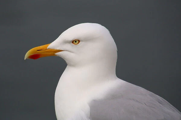 Portrait of a herring gull (Larus argentatus)