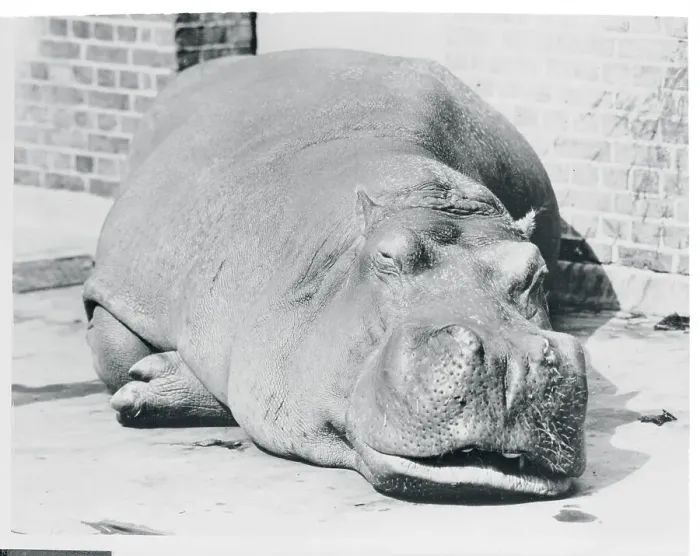 Framed Print : Portrait of a Hippo Framed Print : Portrait of a Hippo