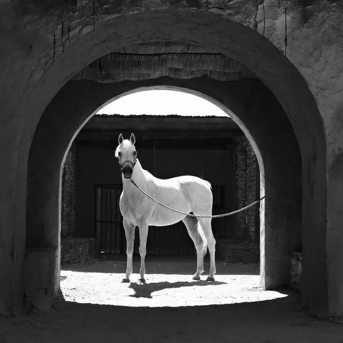 Framed Print : Portrait horse Framed Print : Portrait horse
