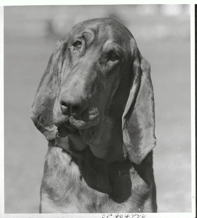 Framed Print : Portrait of Hound Dog Framed Print : Portrait of Hound Dog