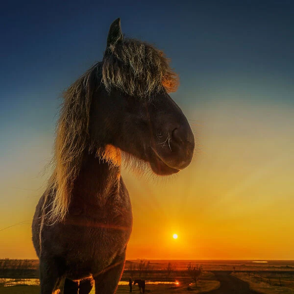 Portrait of Icelandic Horse at Sunset