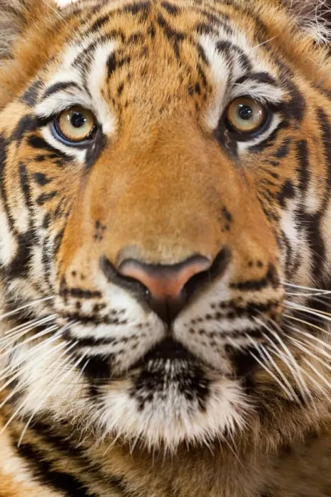 Framed Print : Portrait, Indochinese Corbetts Tiger Framed Print : Portrait, Indochinese Corbetts Tiger