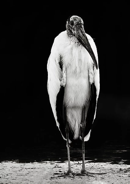 Portrait of an Interesting Wood Stork