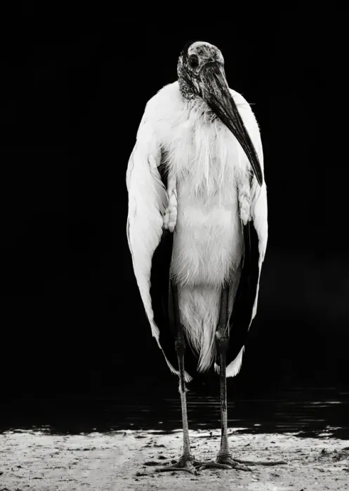 Framed Print : Portrait of an Interesting Wood Stork Framed Print : Portrait of an Interesting Wood Stork