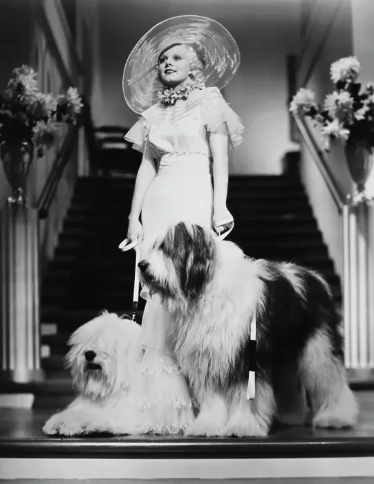 Framed Print : Portrait of Jean Harlow with Old English Sheep Dogs Framed Print : Portrait of Jean Harlow with Old English Sheep Dogs