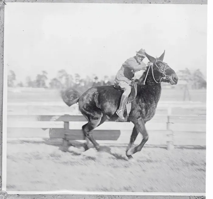 Framed Print : Portrait of a Jumping Mule