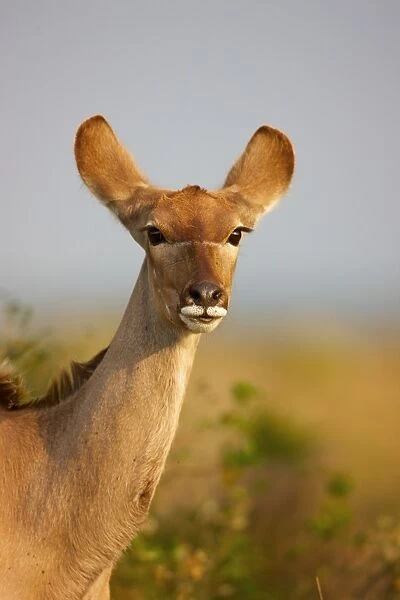 A portrait of a Kudu, Isimangaliso, Kwazulu-Natal, South Africa