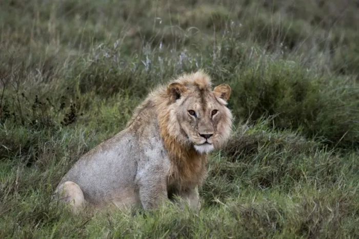 Framed Print : Portrait of a male lion