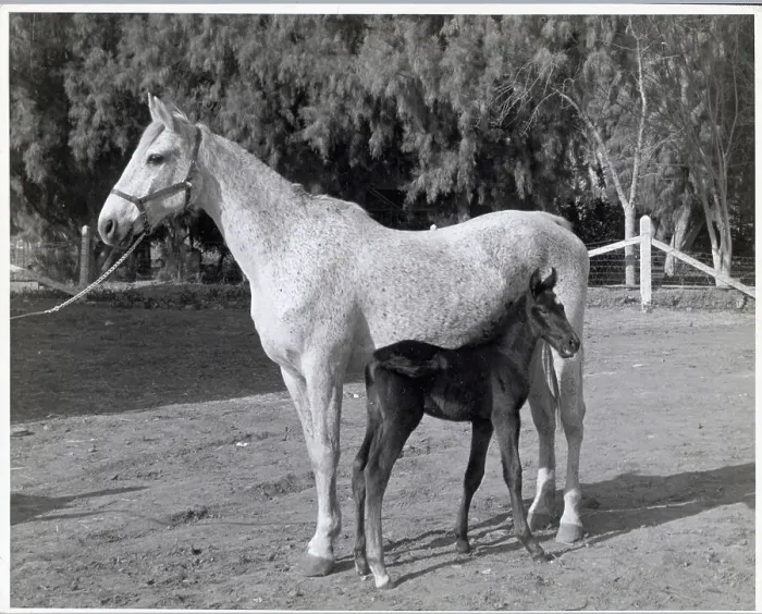 Framed Print : Portrait Of A Mare And Colt In A Corral Framed Print : Portrait Of A Mare And Colt In A Corral