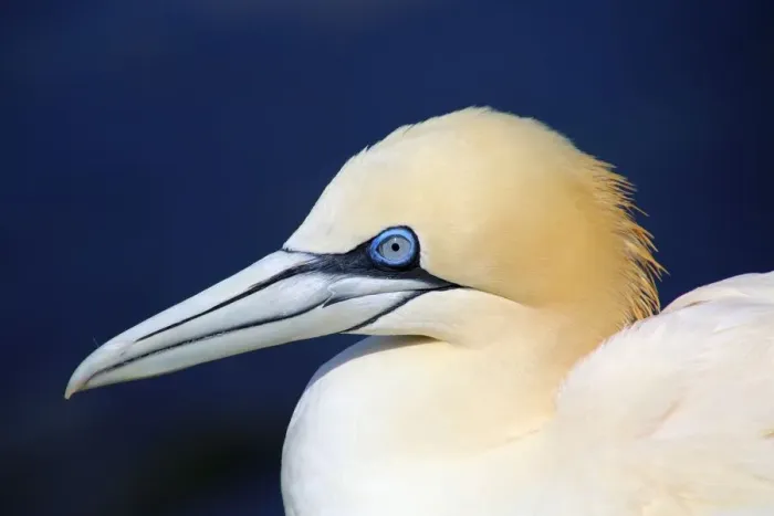 Framed Print : Portrait of a northern gannet